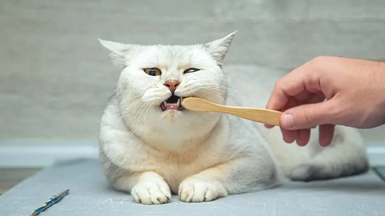 Gum Disease In Cats