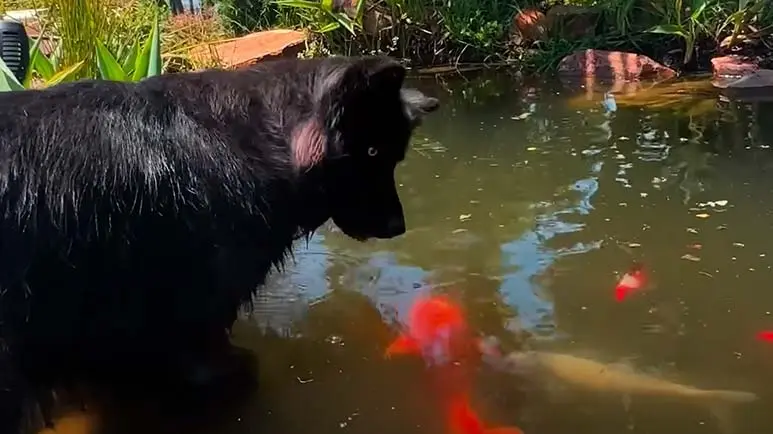 dog obsessed with koi fish nose boops them gently