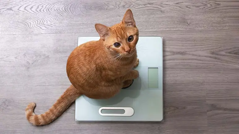 cats weight loss