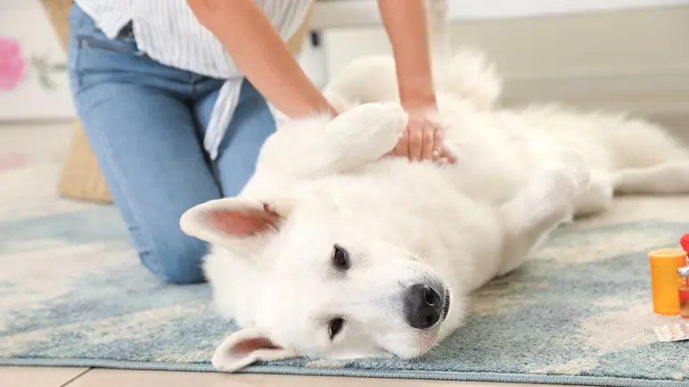 how to perform CPR in dogs