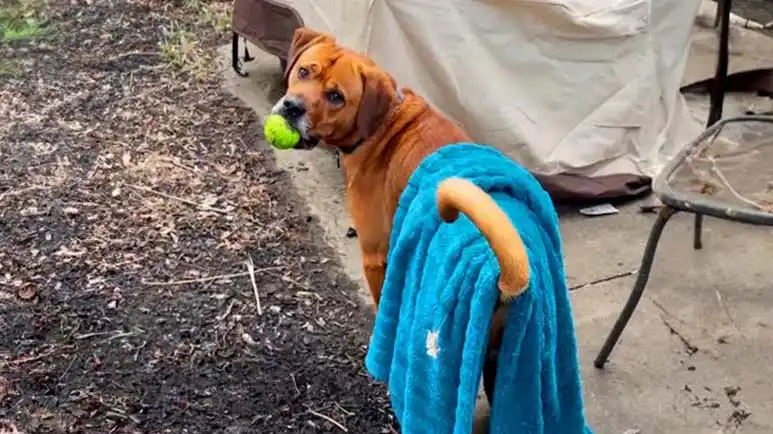 anxious dog takes his blue blanket everywhere