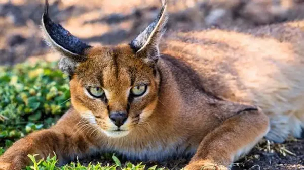 caracal a dangerous cat that can't be tamed