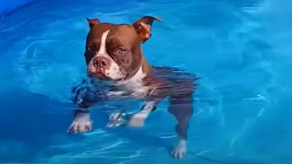 dog named thor gets a winter pool house