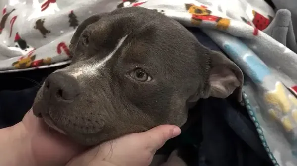 freezing pup is brought back from the brink