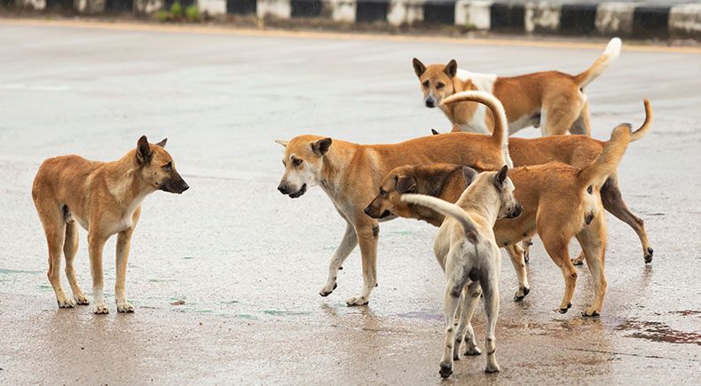 are there a lot of stray dogs in thailand