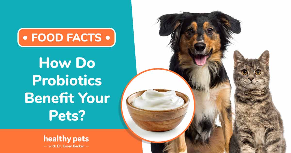 What are probiotics? Why and when should I give them to my dog or cat?