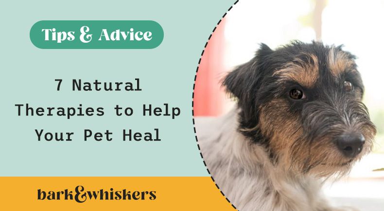 Natural discount pet remedies