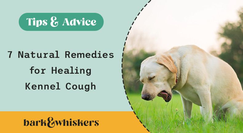 7 Natural Remedies For Healing Kennel Cough