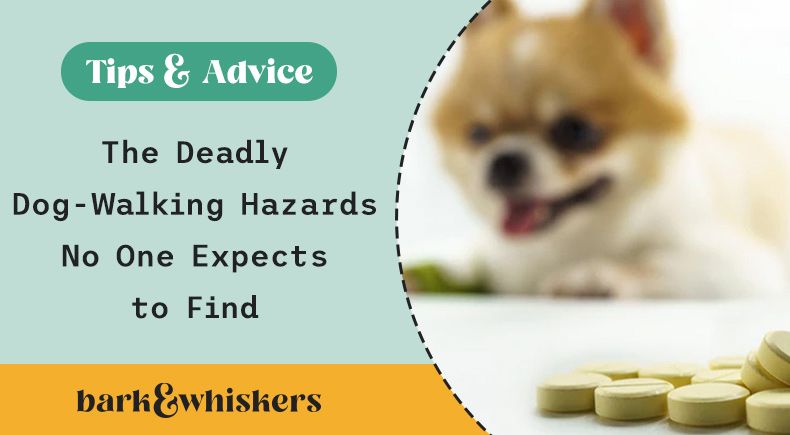 Home remedies for dog poisoning best sale