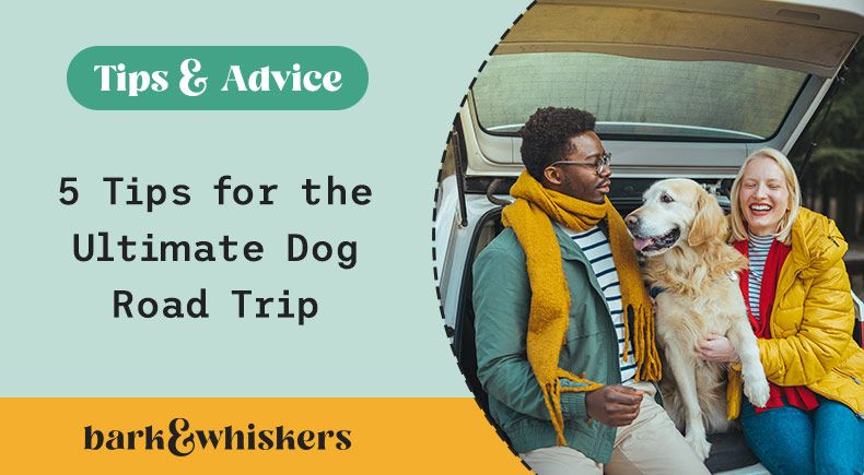 5 Tips For The Ultimate Dog Road Trip