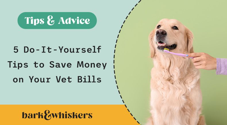 how much money should you have saved before getting a dog