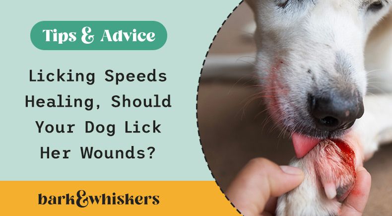 should a dog lick an open wound