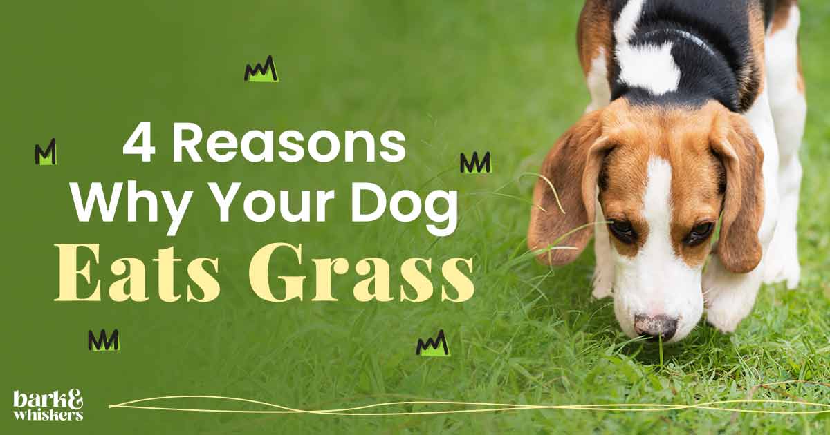 4 Reasons Why Your Dog Eats Grass