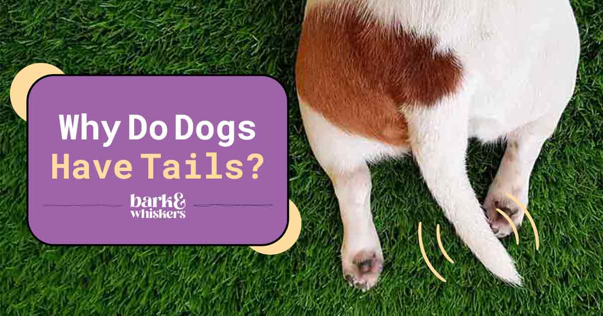 Why Do Dogs Have Tails?