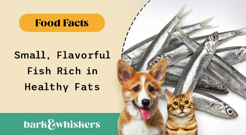 Good fats 2024 for dogs