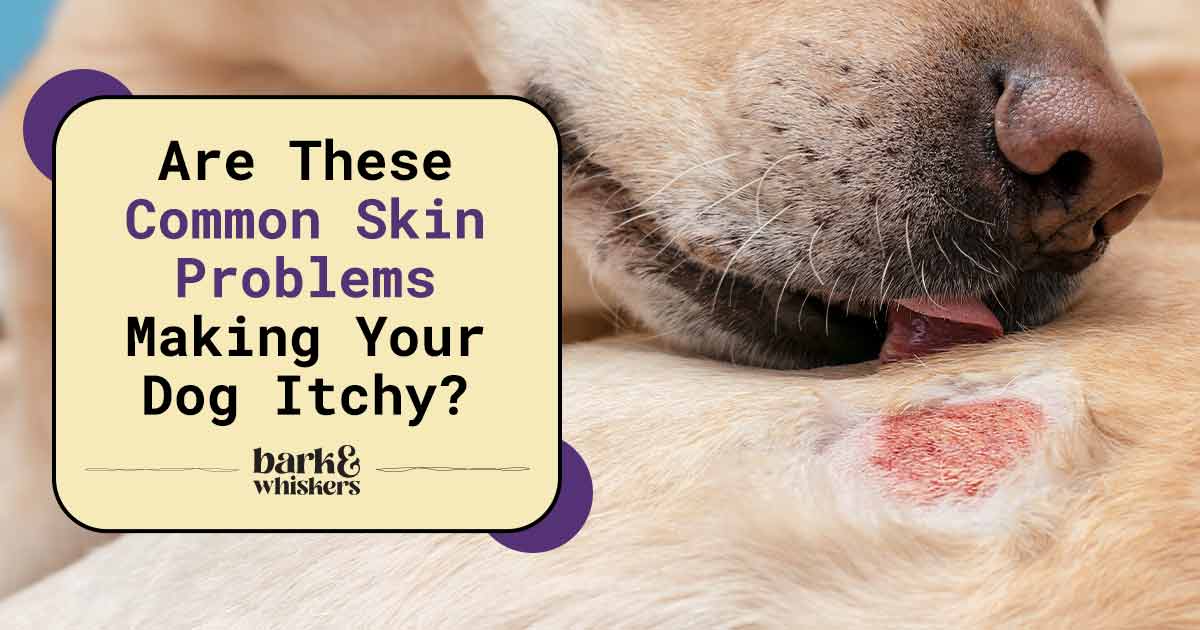 Are These Common Skin Problems Making Your Dog Itchy?