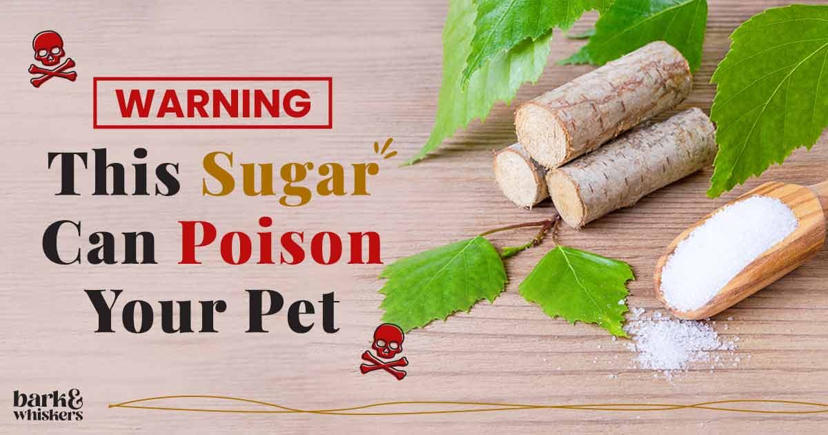 Birch Sugar, aka Xylitol, Is Toxic to Dogs