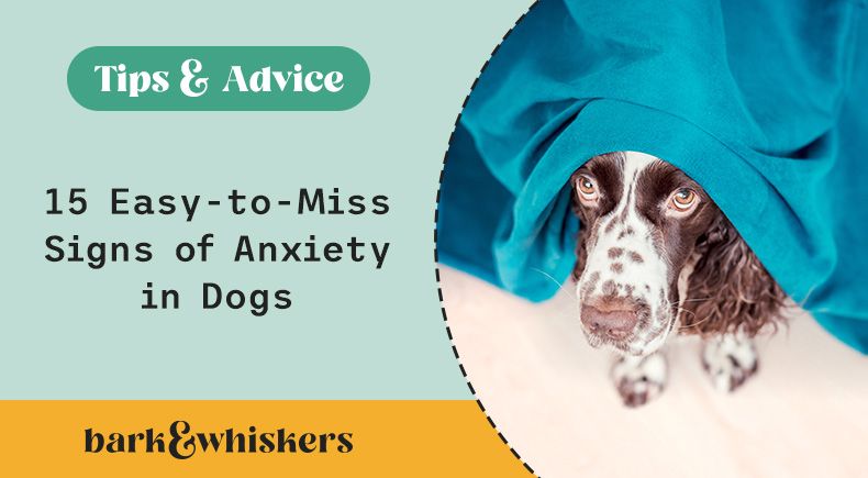 13 Signs Your Teacup Poodle Might Suffer From Anxiety – Calming Dog