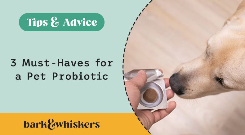 How Pet Safe Cleaning Products with Probiotics Protect Your Pets :  Ingenious Probiotics