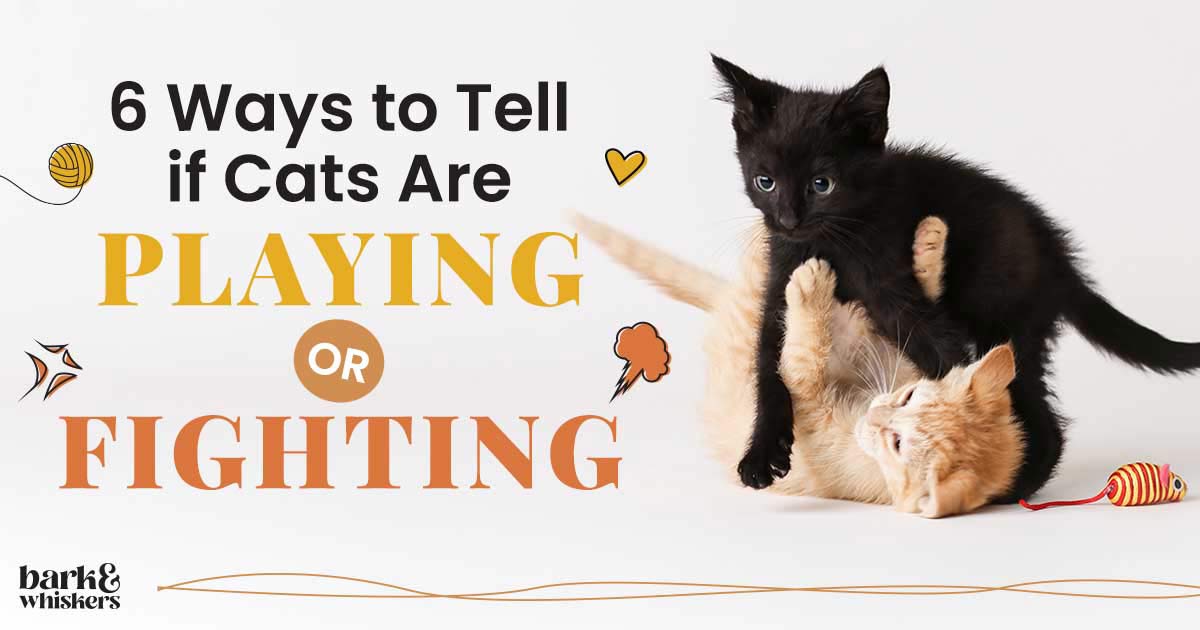 6 Ways to Tell If Cats Are Playing or Fighting