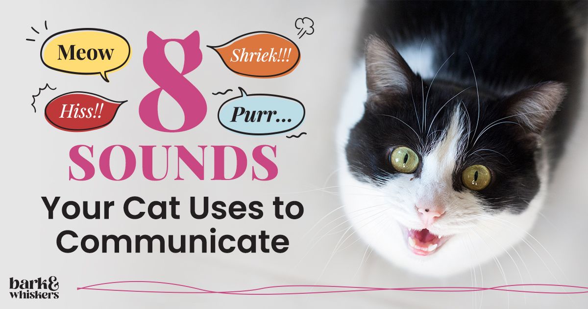 Why Cats Meow - Interpreting Cat Sounds - PetCareRx