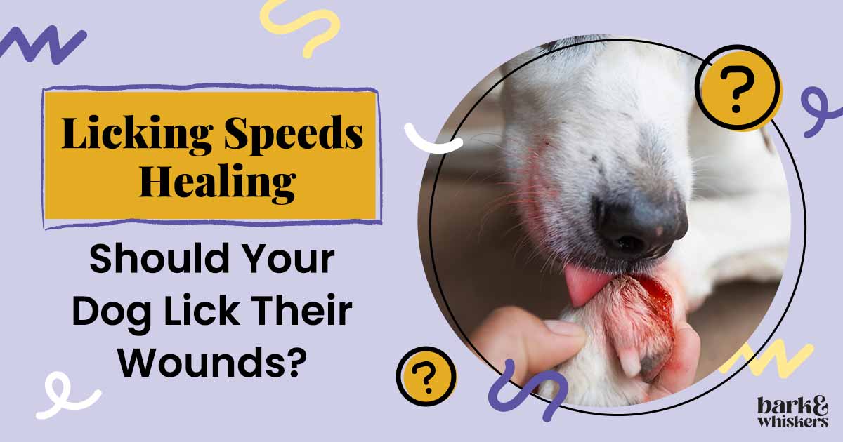 Should Dogs Lick Wounds? How Saliva & Licking Affect Healing Wounds