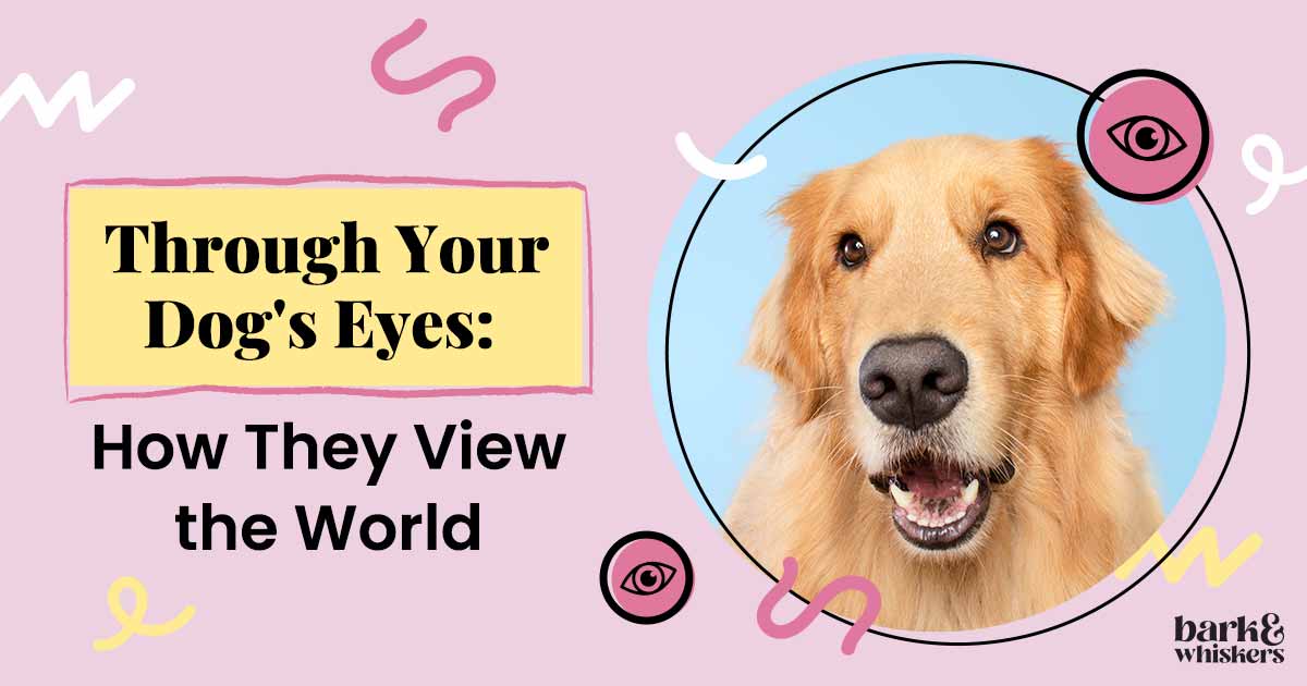 through-your-dog-s-eyes-how-she-views-the-world