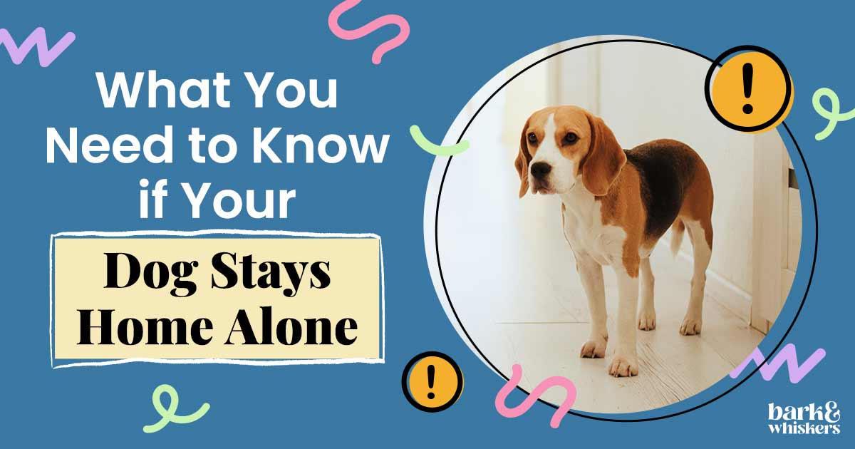 https://www.barkandwhiskers.com/content/images/2023/04/What-You-Need-to-Know-if-Your-Dog-Stays-Home-Alone.jpg