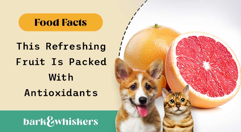 Can Cats Eat Grapefruit  