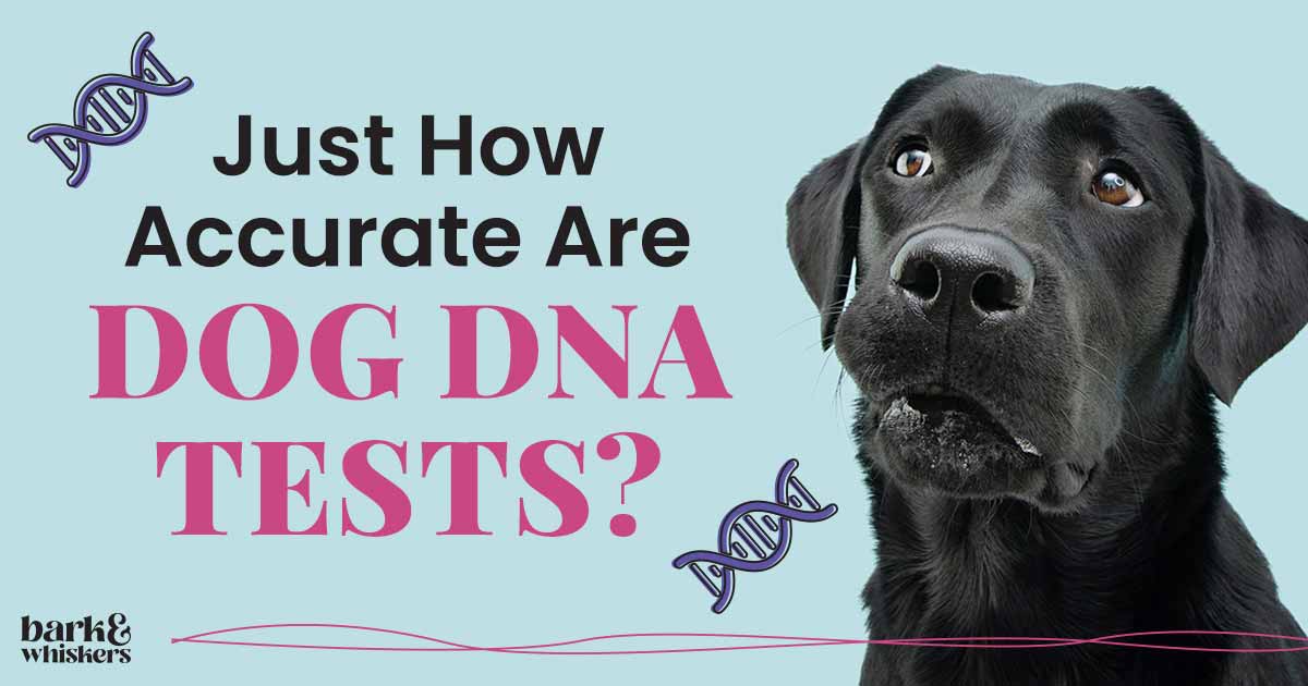 100-accurate-dog-dna-tests-can-you-trust-them