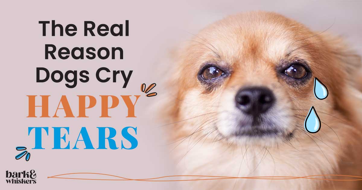 The Real Reason Dogs Cry Happy Tears