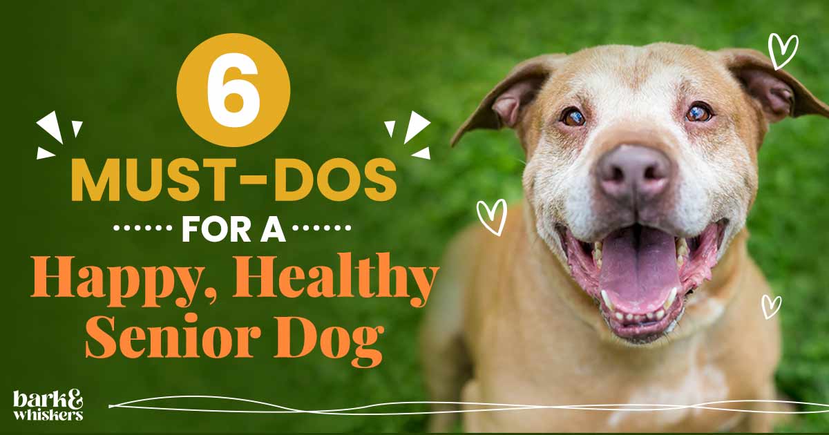 https://www.barkandwhiskers.com/content/images/2023/06/6-Must-Dos-for-a-Happy--Healthy-Senior-Dog.jpg