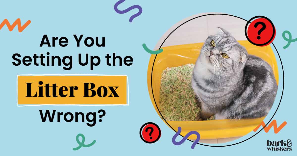 Are You Contributing to Your Cat's Litter Box Issues?