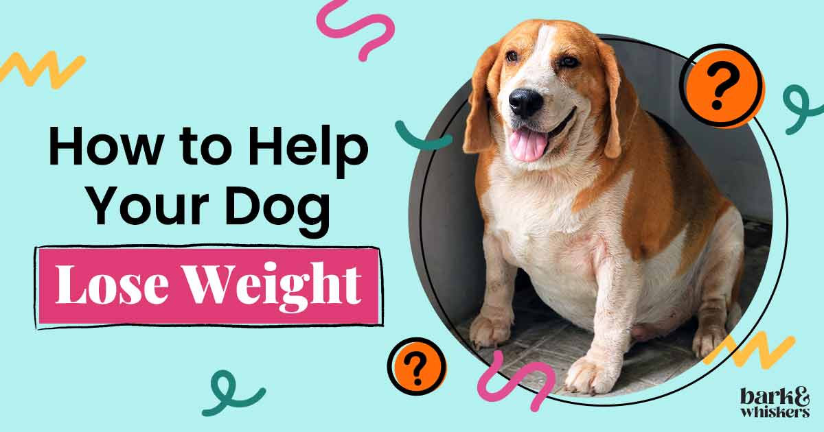 Obesity in Dogs The Growing Canine Epidemic