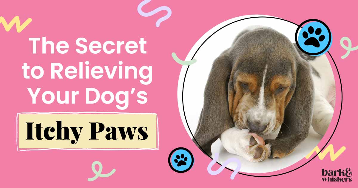 the-secret-to-relieving-your-dog-s-itchy-paws