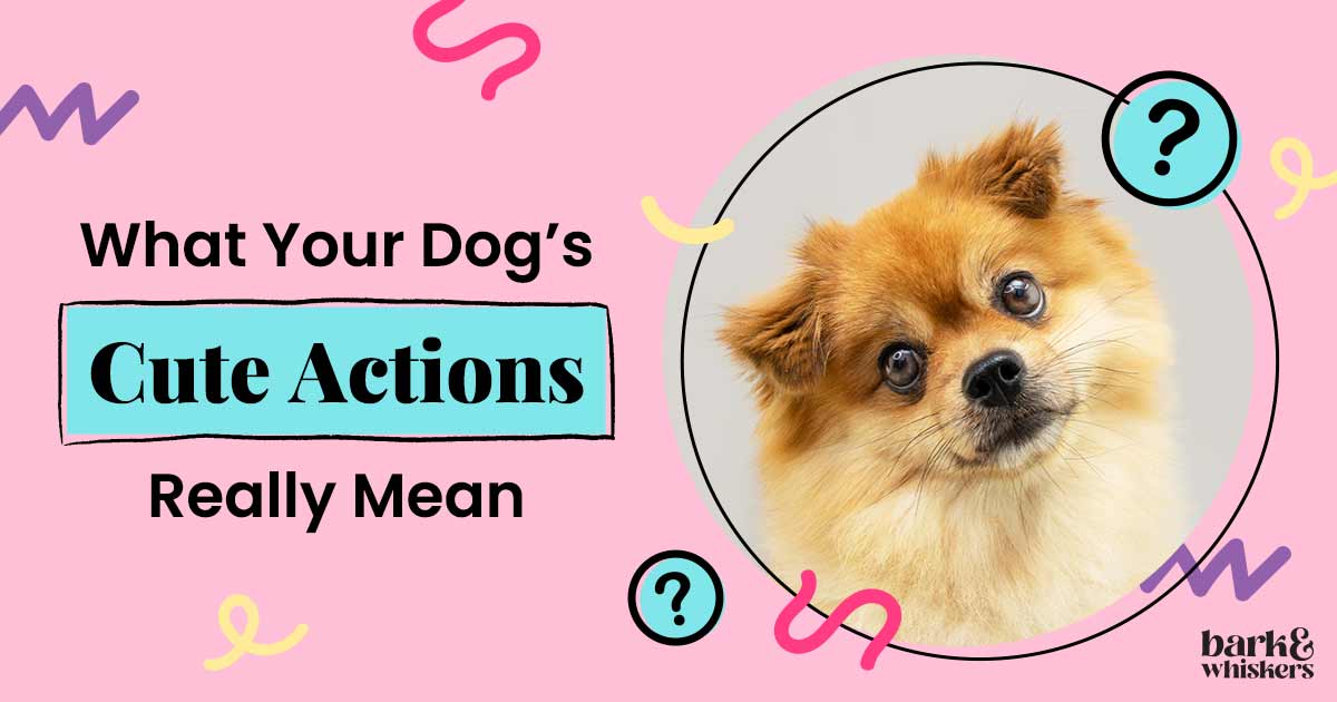 3-irresistible-behaviors-what-your-dog-wants-you-to-know