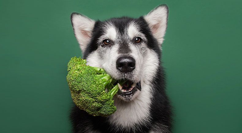 Vegetables with 2025 fiber for dogs