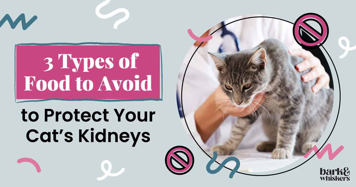 3 Types of Food to Avoid to Protect Your Cat s Kidneys