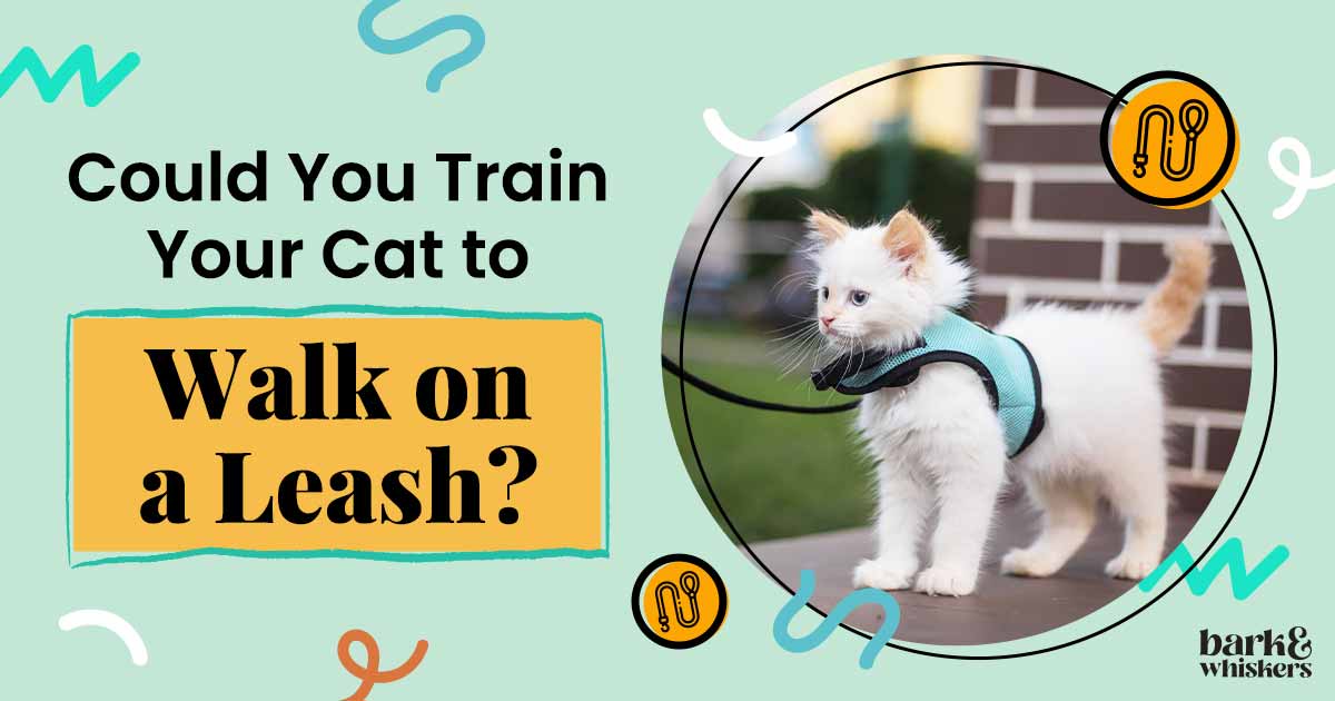 Could You Train Your Cat to Walk on a Leash?