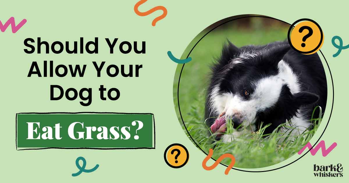 Should You Allow Your Dog to Eat Grass?