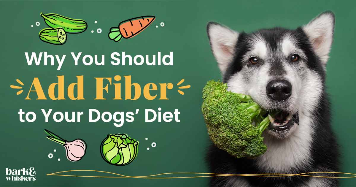 high-fiber-foods-for-dogs-ensuring-a-balanced-canine-diet-one-top-dog