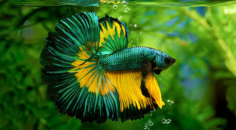 10 Myths You Might Believe About Betta Fish – DustinsFishtanks