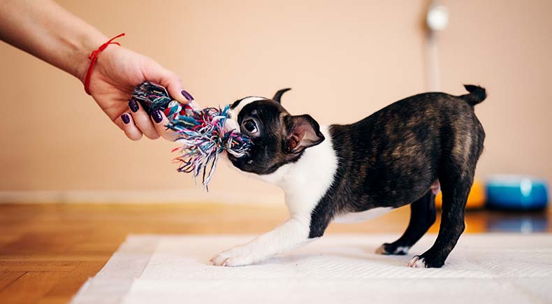 Brain Games for Dogs from a Pet Expert 2023