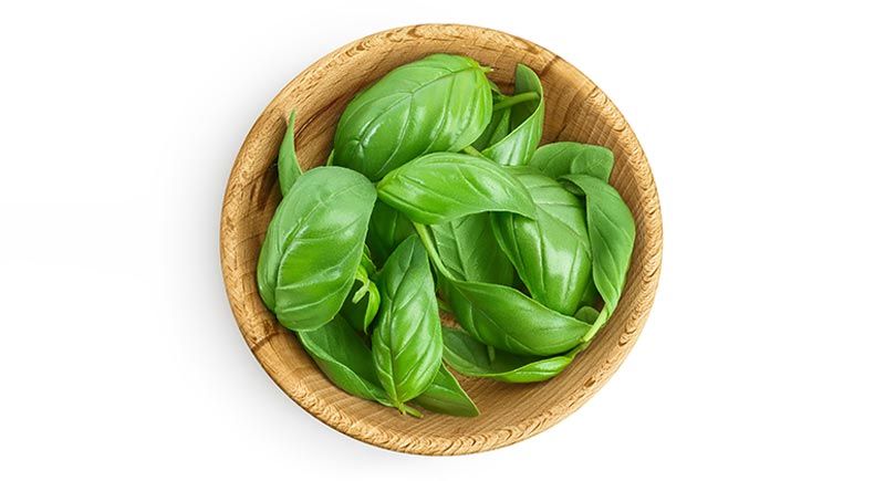 Is Basil Good for Pets