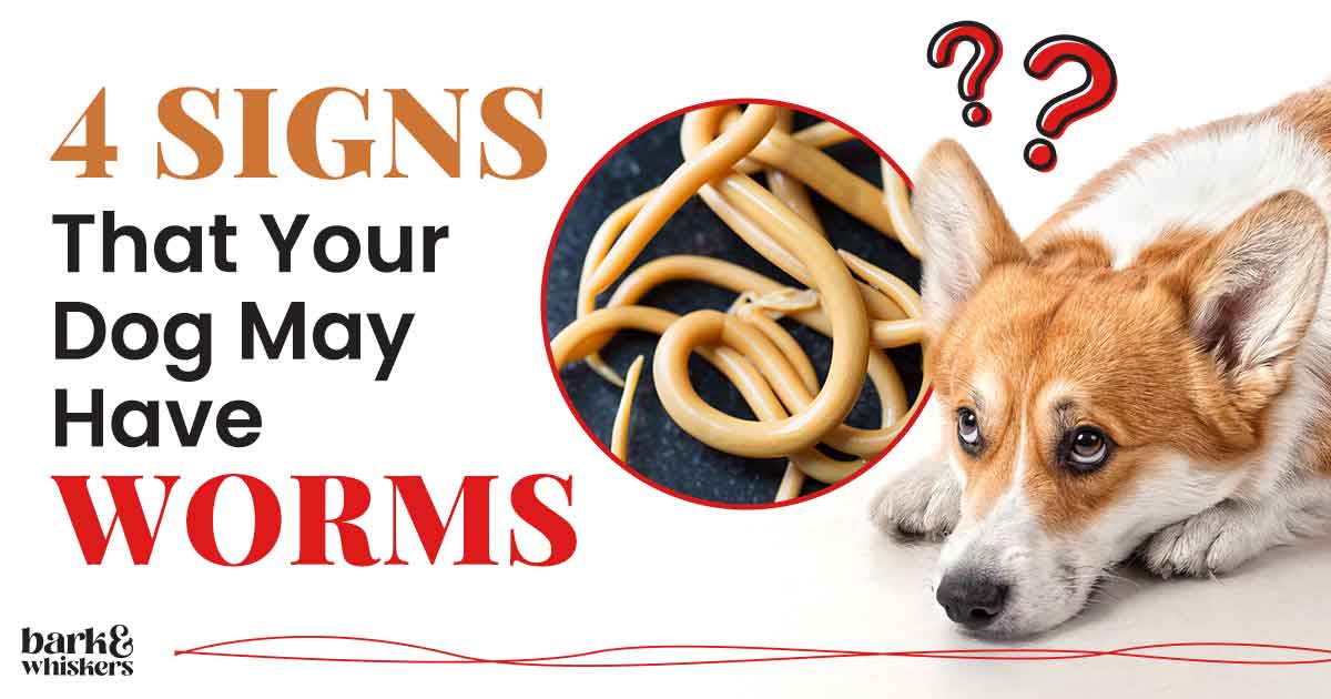 4-signs-that-your-dog-may-have-worms