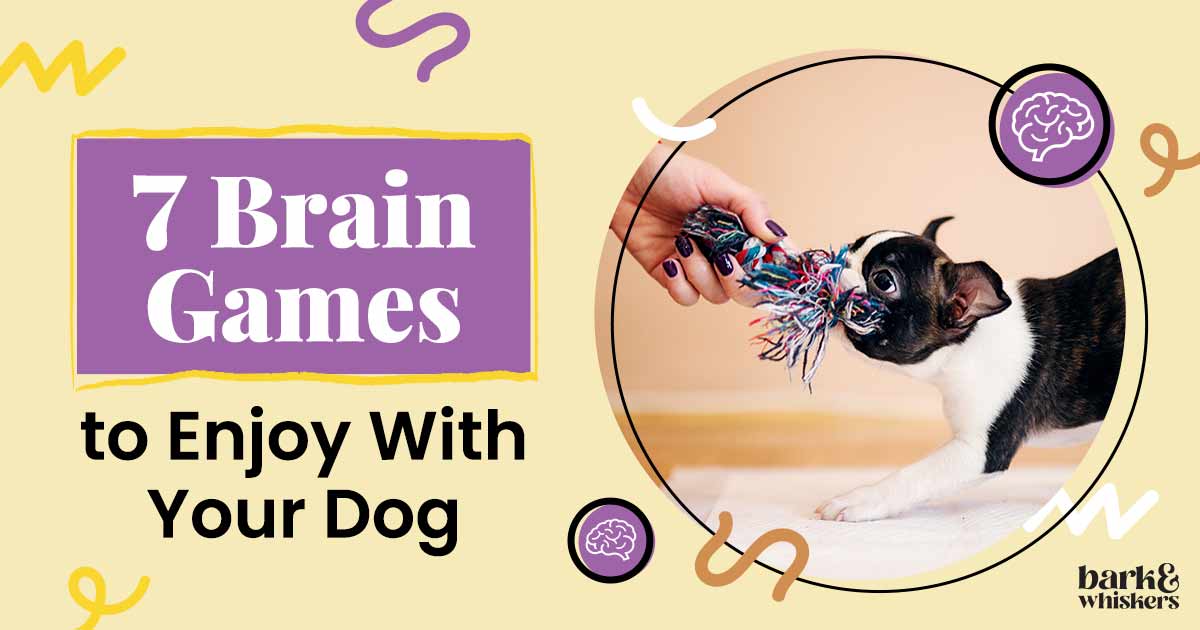 5 Brain Games for Dogs You Need to Try