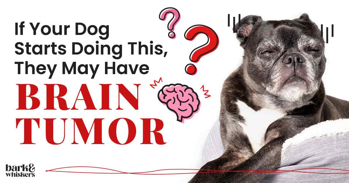 If Your Dog Starts Doing This, He May Have Brain Tumor