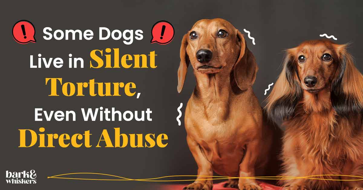 Some Dogs Live in Silent Torture, Even Without Direct Abuse