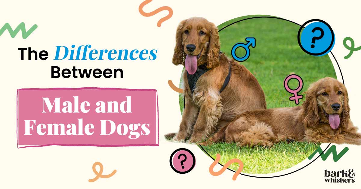 The Differences Between Male and Female Dogs