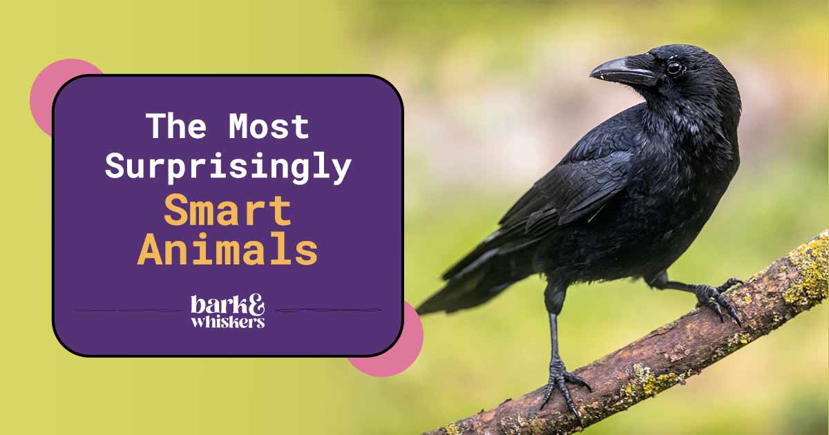 10 Most Surprisingly Smart Animals